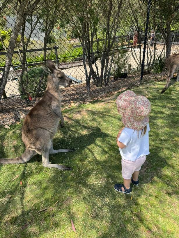 Criança observando um canguru durante um passeio em um parque australiano